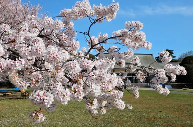 小金井公園桜